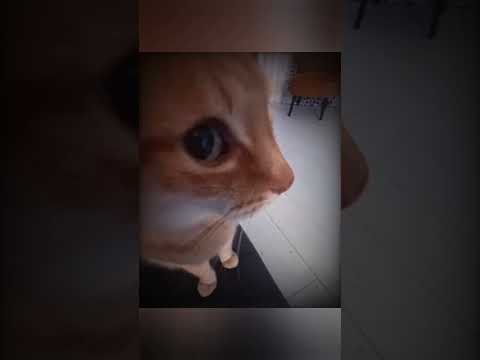 sorry cuties 👀 #viralvideo #edit #erumcreates