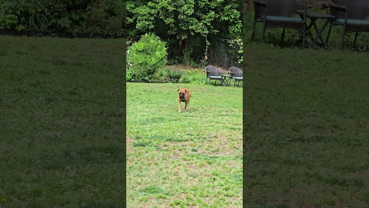 Enlarge Cooper & Gracie - North Carolina, a ADOPTABLE Bullmastiff in Burlington, NC video 2/5