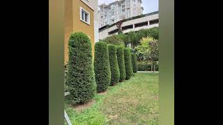 Anıl İstanbul Peyzaj Hizmetleri