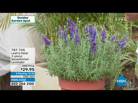 HSN | Sunday Garden Spot 03.27.2022 - 08 AM