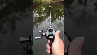 Download lagu Daido Predator BC #shorts #daidopredator #daido #casting #castinggabus #baitcasting mp3