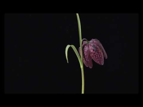 Snake's head fritillary