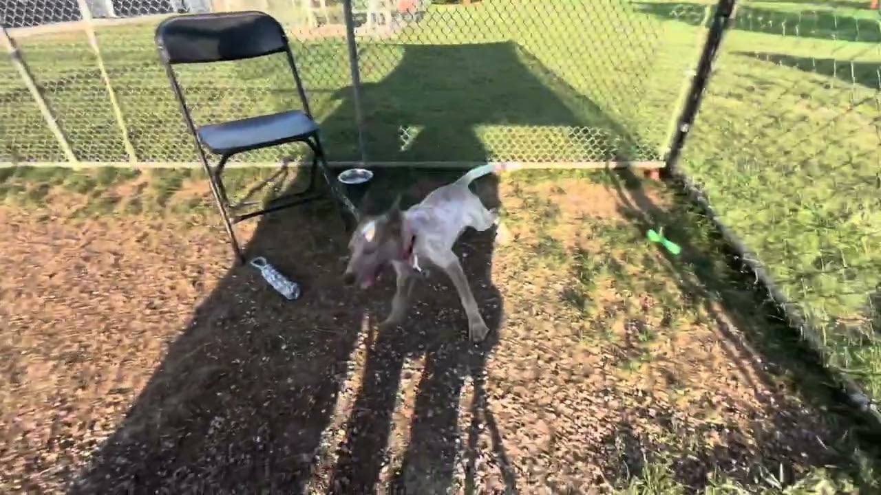 Enlarge Melody, a Adoptable Cattle Dog in Columbia Station, OH video 6/6