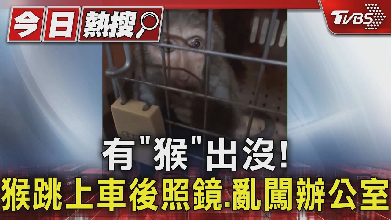 有「猴」出沒!猴跳上車後照鏡 亂闖辦公室