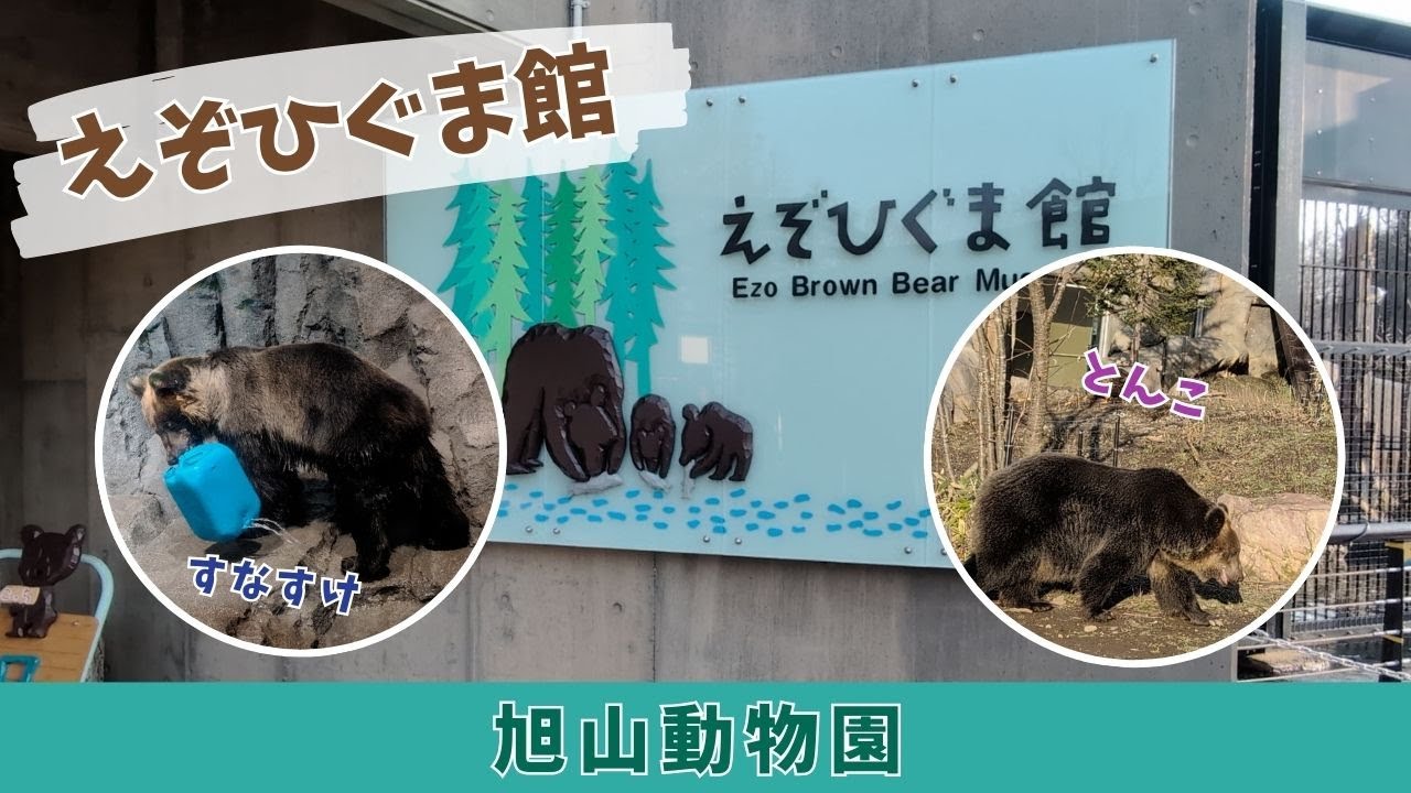 【旭山動物園】えぞひぐま館🐻🐻[Asahiyama Zoo] Ezo Brown BearMuseum