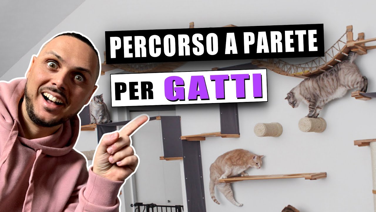 PERCORSO A PARETE PER GATTI: | Video di Giorgio Immesi