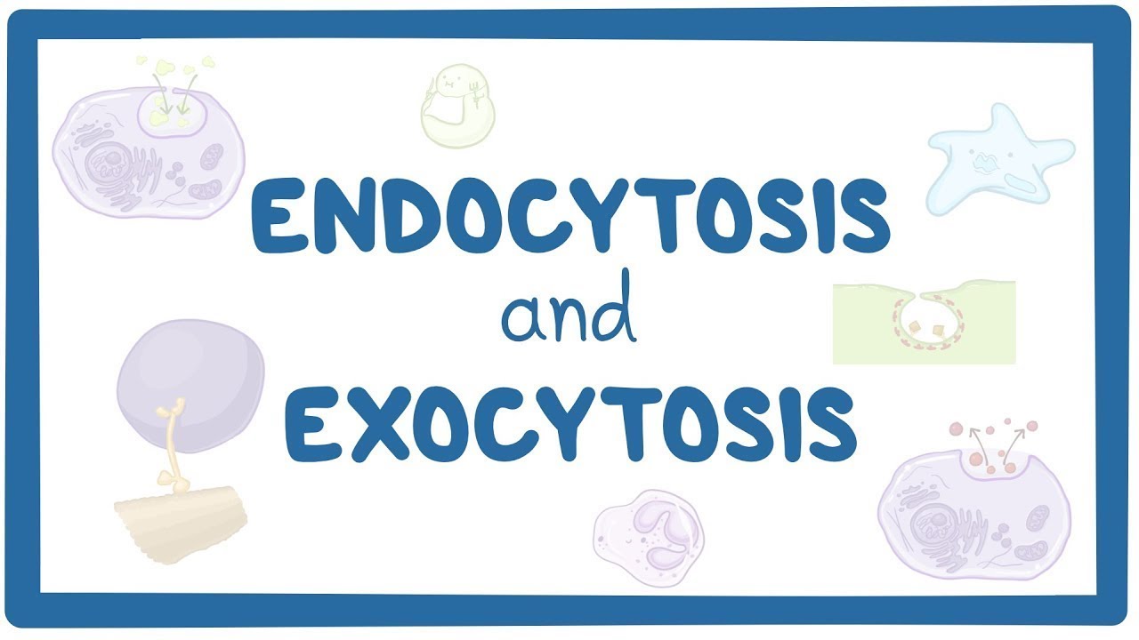 Endocytosis and exocytosis