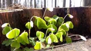 Beautiful Classical Music: Frédéric Chopin - Piano Sonata no. 2 in B flat minor 'Funeral March'