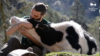 Just a warning, this is the cutest video in the world and if you're not in love with cows at this point who even are you?