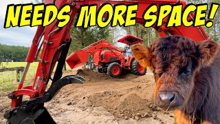 We Discovered Our Property Is Unsafe For Our Mini Cows!