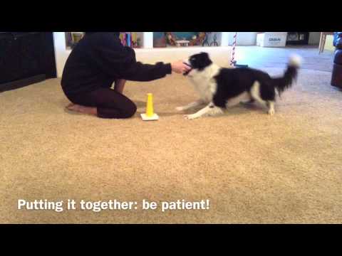 Trick: How to teach your dog to Stack Rings