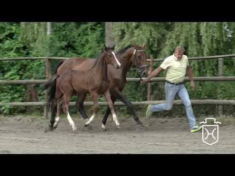 IZ205 Stutfohlen von Casall - Contender - Coriano