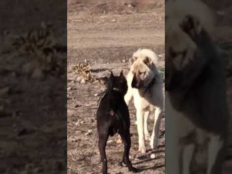 KANGAL VS PİTBULL 😈👿🔥⚡️