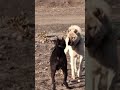 KANGAL VS PİTBULL 😈👿🔥⚡️