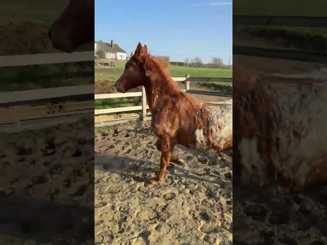 Chesnut appaloosa&overo-stallion 2024-baloubet du rouet