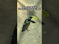 Iridescence of the Superb Starling at the Toledo Zoo