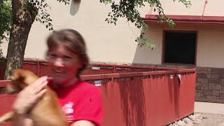 Kennel Assistant