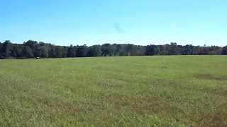 Chasing antelope on the farm