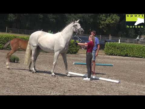 Holstein | Brantzau | Carry