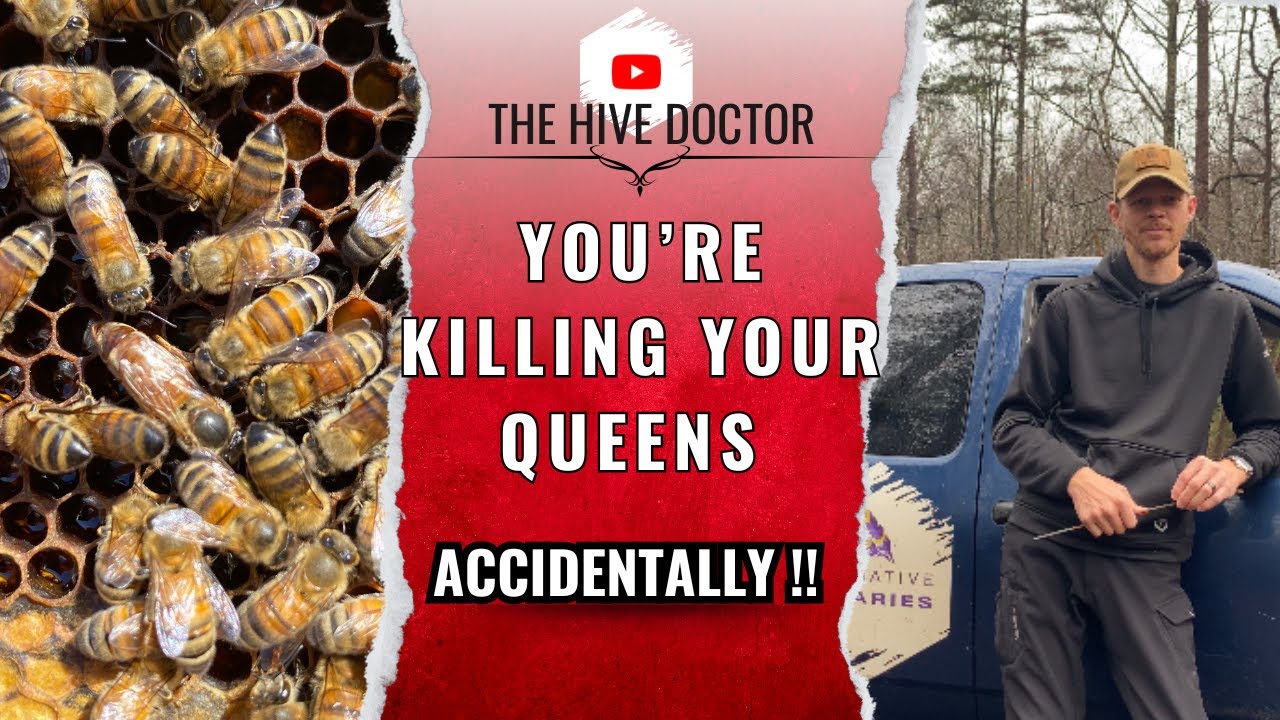 Avoid these Poor Inspection Habits!// hive inspections 