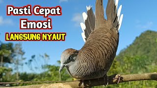 Download lagu The Top Local Dove Bird Sounds to Attract Opponents mp3
