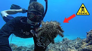 TOXIC SEA STAR! Worlds Deadliest?!?