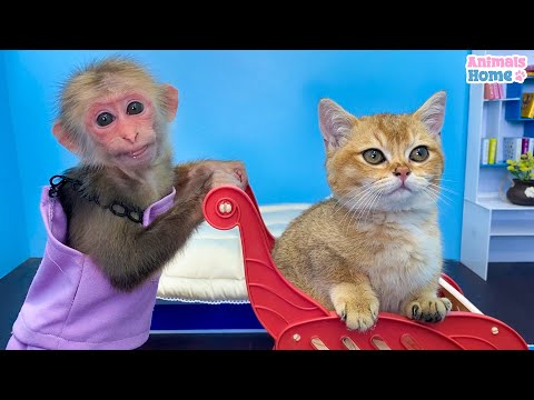 BiBi helps kitty stuck in the rain