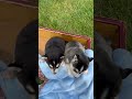Alaskan Klee Kai dogs for sale: Alaskian ❤️ICA Reg❤️ - Video 2