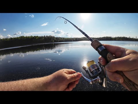 HYVÄ KALASAALIS METSÄLAMMELTA