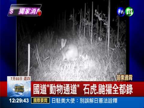 防動物誤闖國道 高公局設專用道