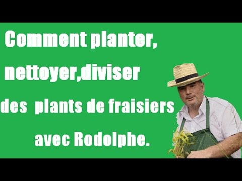 comment nettoyer fraisiers