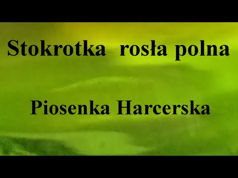 Stokrotka  rosła polna - Piosenka Harcerska - na okrągło przez 1 godzinę