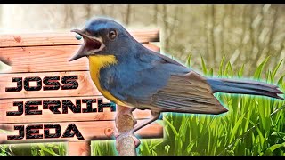 Download lagu SUARA MASTERAN TLEDEKAN GUNUNG GACOR mp3