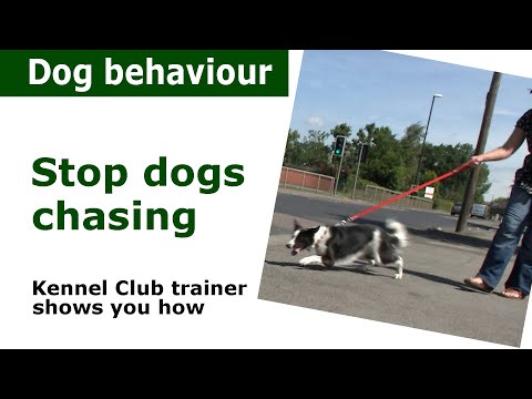 How to stop dogs chasing everything | Expert dog control advice