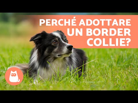 5 VANTAGGI e SVANTAGGI di avere un BORDER COLLIE 🐶✅