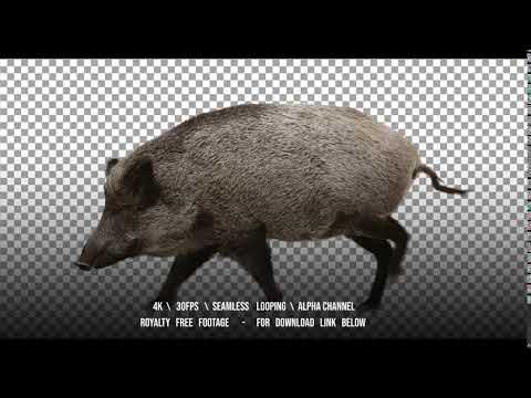 Wild boar is walking. Animation is cyclic and isolated. Alpha channel.