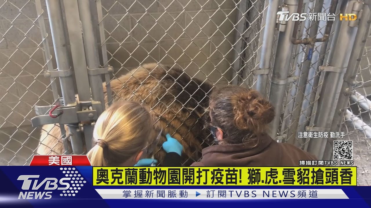 奧克蘭動物園開打疫苗！　獅、虎、雪貂搶頭香