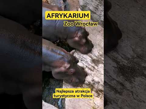 Czy Afrykarium Wrocław jest najlepszą atrakcją turystyczną w Polsce? #afrykarium #wrocław #shorts