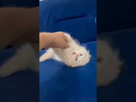 cute cat..#cute #petlover #cat #cats #subscribe #viral #tictok #funny #tranding #shorts #billie