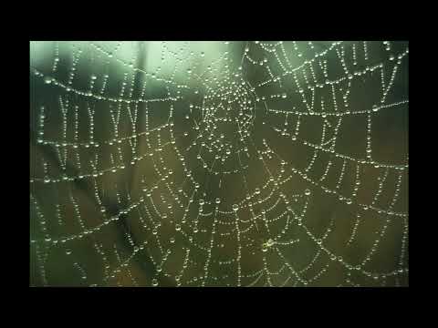 Leo Tolstoi: Die beiden Brüder und das Gold