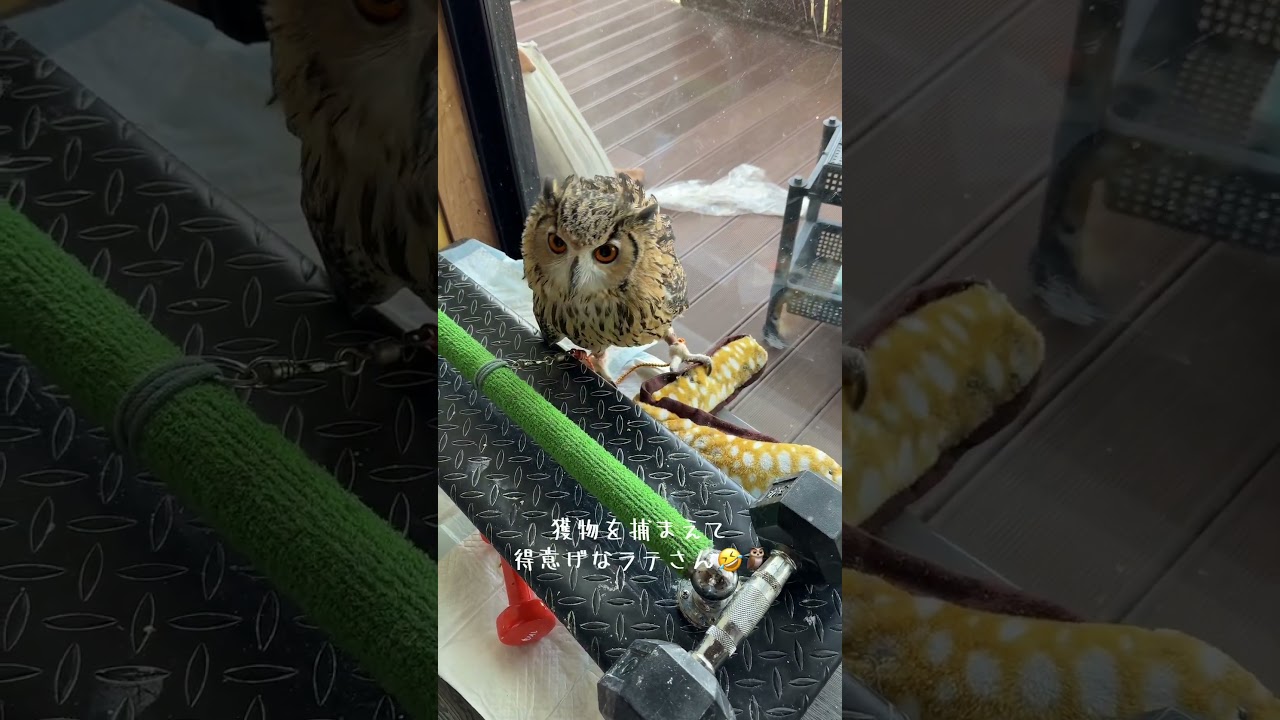 【獲物を捕まえて得意げなフクロウ】 #ベンガルワシミミズクのラテ #owl