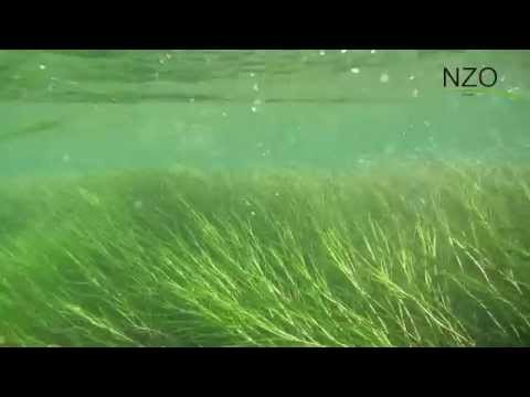 Rothobornpader unter Wasser