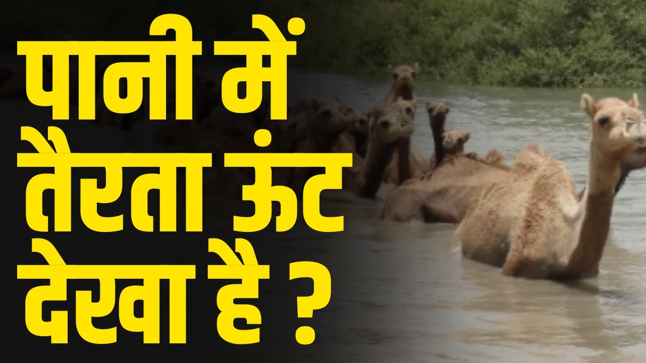 क्या अपने ? पानी में तैरता ऊंट देखा है |  Have you seen a camel floating in water?