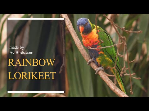 Lori Swainson - Rainbow Lorikeet, Trichoglossus moluccanus