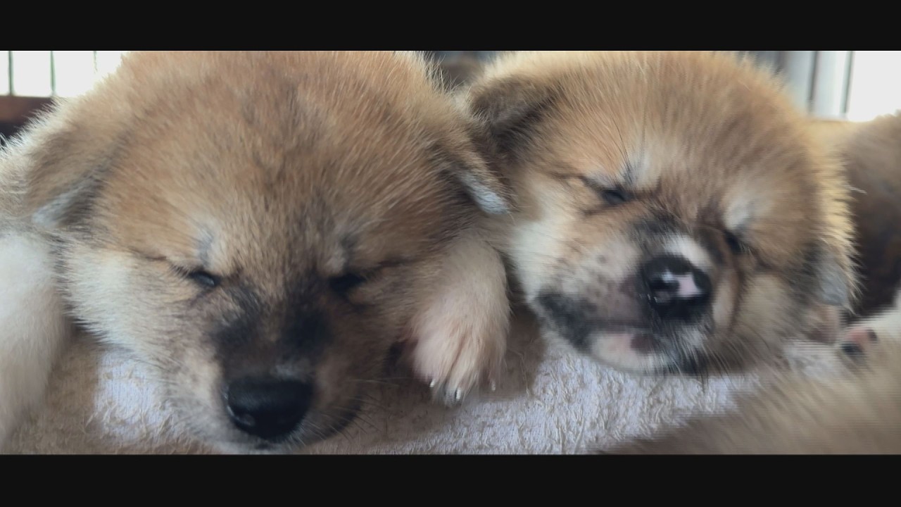 じいちゃんの秋田犬【大家族編】#41　じっくりとゆったりと