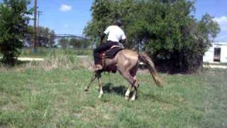 Tennessee walker Paso Fino Mix
