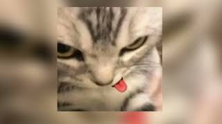 Download lagu seogi bornean -asmalibrasi [Speed up] mp3