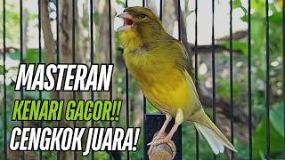 Download lagu Masteran Kenari Gacor Paling Ampuh & Respon Cepat!! kenari macet bunyi Langsung Nyaut! mp3