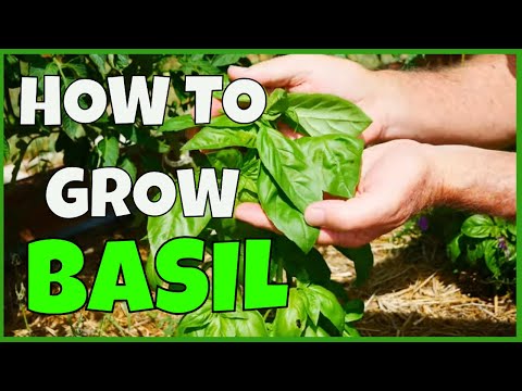 バジルの育て方 (収穫まで完全ガイド)