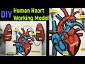Heart Working Model Human Heart Working Model Science Project Model Diyasfunplay Diy